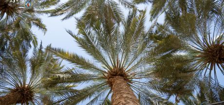 ViajeIsrael 2023   MEVSr day3 00227